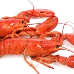 Jordan B. Peterson Appropriates Lobsters from The Master