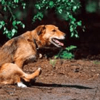 Dog Scooting and MGTOW (or whatever identity attachment/ideology you choose)