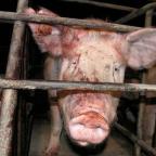 What Does Atheism (or Pure Reason or Secular Humanism) Say About Grandma, Pigs and the Poor?