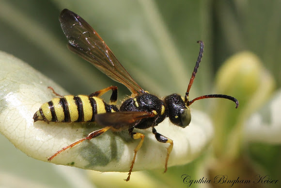 wasp