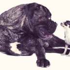 Dogs and Cats and Mice