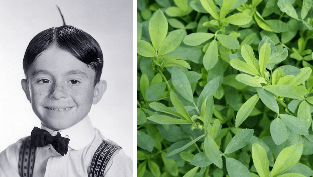 alfalfa.png