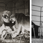 Pointless Tragedy & Lion Taming