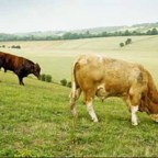 Heifers and Hay