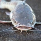 Stung by a Catfish