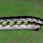 Nightcrawlers and Catalpa Worms