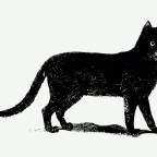 The Cat is Black