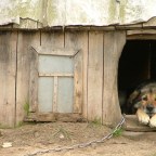 Dog House