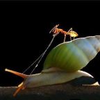 The Ant and the Snail