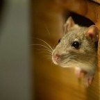 Waiting to Become Superman