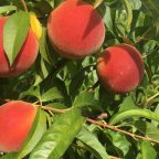 The Peach Tree