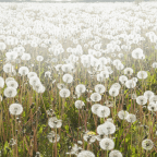 Dandelions